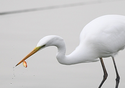 צילום: עמיחי דקל
