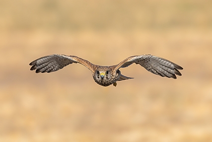 בז בכינון ישיר 1