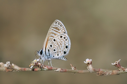 כחלון הינבוט