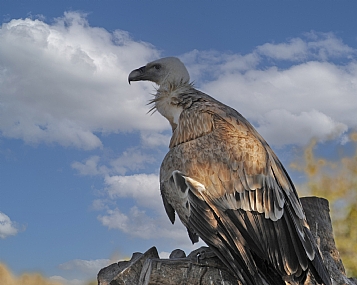 צילום: יורם סגול