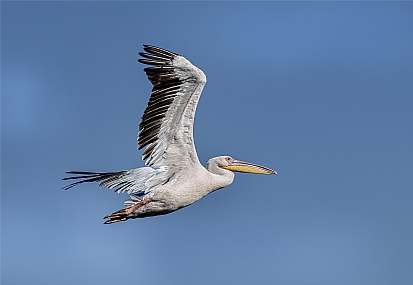 צילום: אריה טננבאום