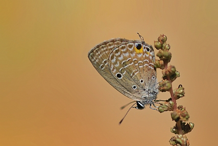 צילום: יואל ויסלוב
