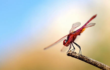 צילום: יואל ויסלוב