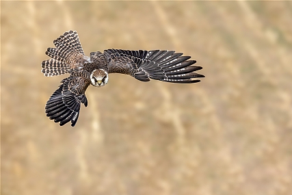 בז ערב נקבה