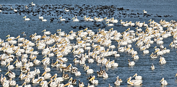צילום: עמיחי דקל
