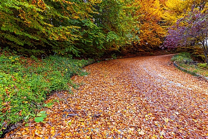 שלכת | צפון יוון