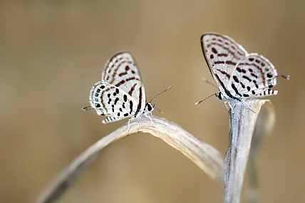 צילום: יואל ויסלוב