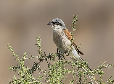צילום: אריה טננבאום
