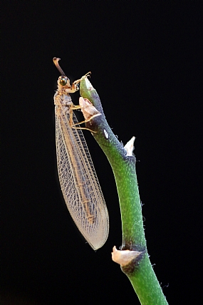 צילום: יואל ויסלוב