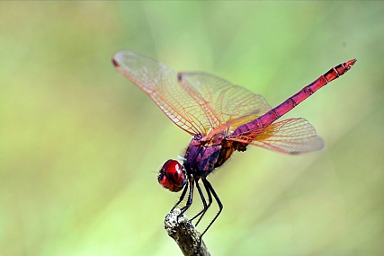 צילום: יואל ויסלוב
