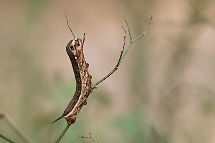 רפרף כסוף קו