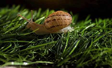 צילום: דני בר