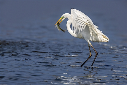 צילום: יריב אללוף