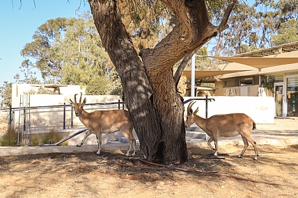 יעלים במצפה רמון