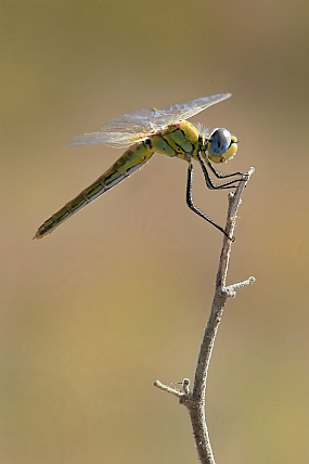 צילום: יואל ויסלוב