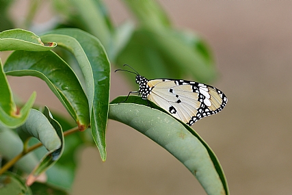 דנאית הדורה