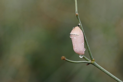 גולם דנאית הדורה
