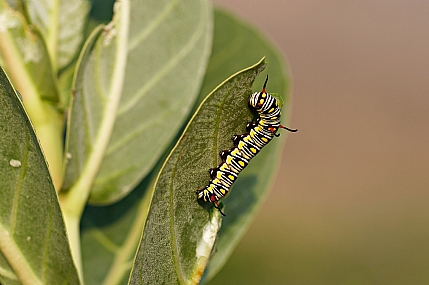 צילום: ישראל שדה