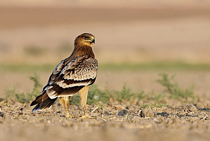 צילום: ישראל שדה