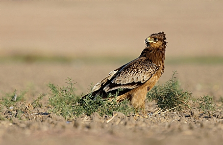 צילום: ישראל שדה