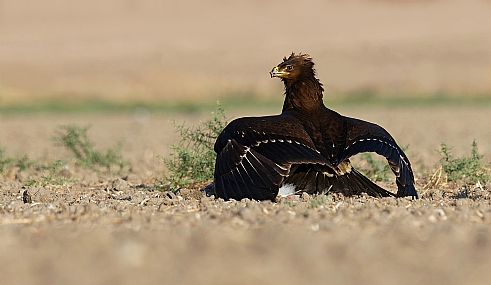 צילום: ישראל שדה