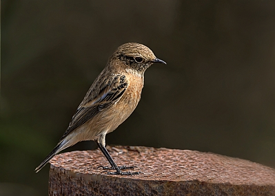 צילום: אריה טננבאום