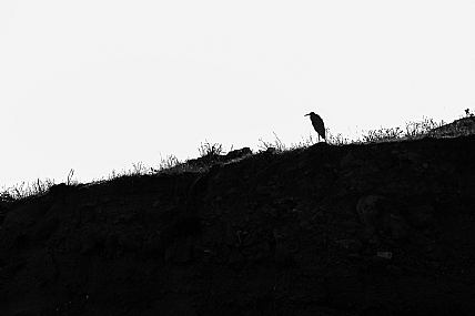 צילום: יהושע רעיף