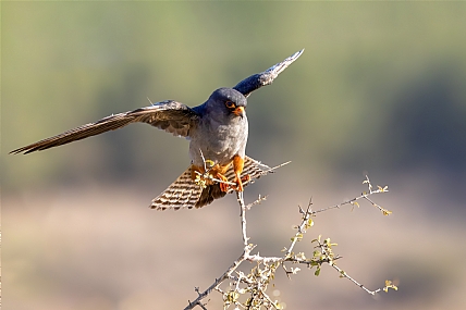 צילום: יריב אללוף