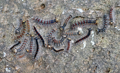 צילום: יואל ויסלוב