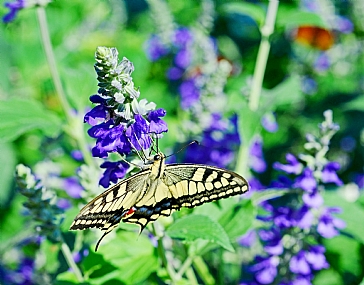 במלוא יופיו