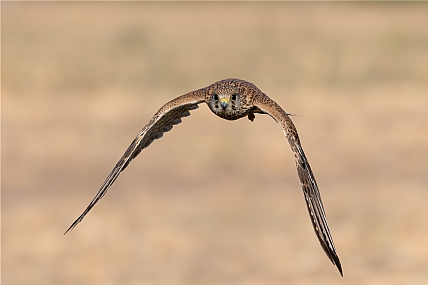 צילום: יריב אללוף