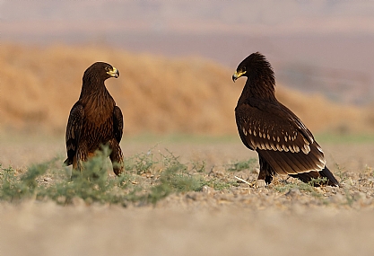 צילום: ישראל שדה
