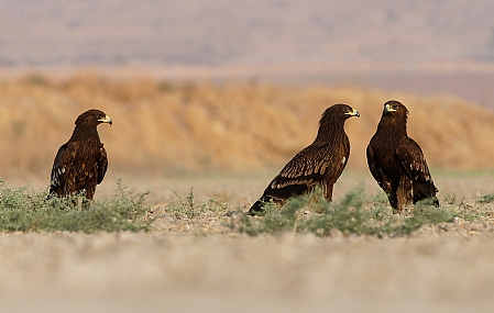 צילום: ישראל שדה