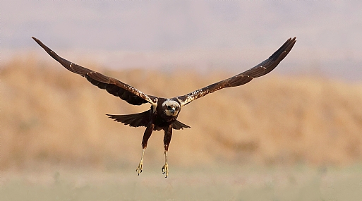 צילום: ישראל שדה