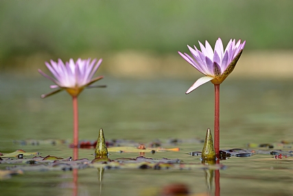 צילום: אבי אלמוזנינו