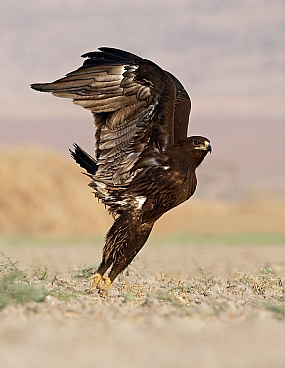 צילום: ישראל שדה