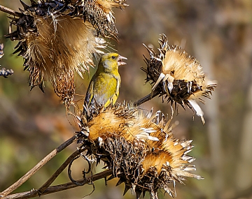 צילום: אריה טננבאום