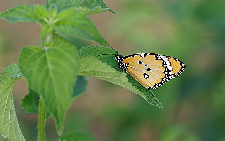 צילום: ישראל שדה
