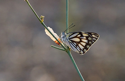 צילום: ישראל שדה