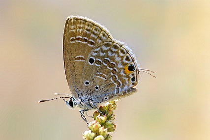 צילום: יואל ויסלוב