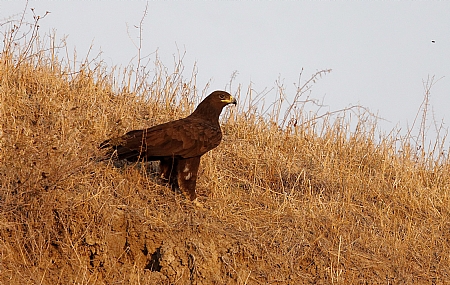 צילום: ישראל שדה