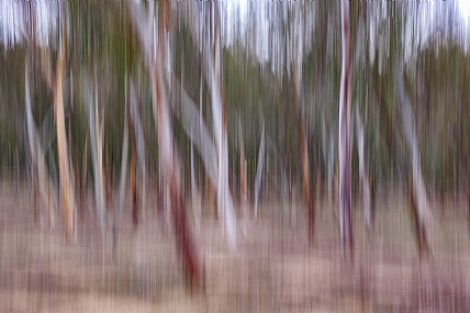 צילום: יהושע רעיף