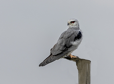 דאה שחורת כתף