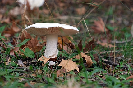 צילום: מנחם לזר