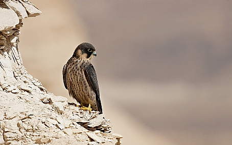 בז שחור פרחון