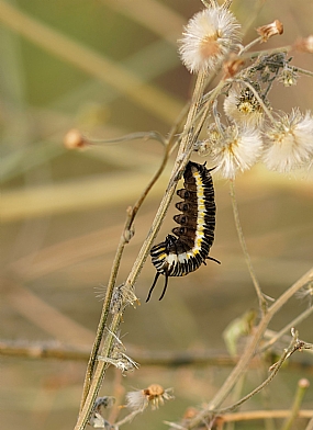 צילום: ישראל שדה
