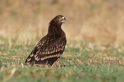 עיט צפרדעים