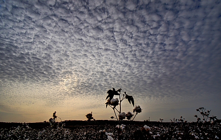 ע נ נ י ם בשדה כותנה