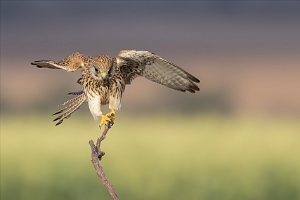 צילום: יריב אללוף