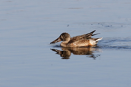 מרית צפונית